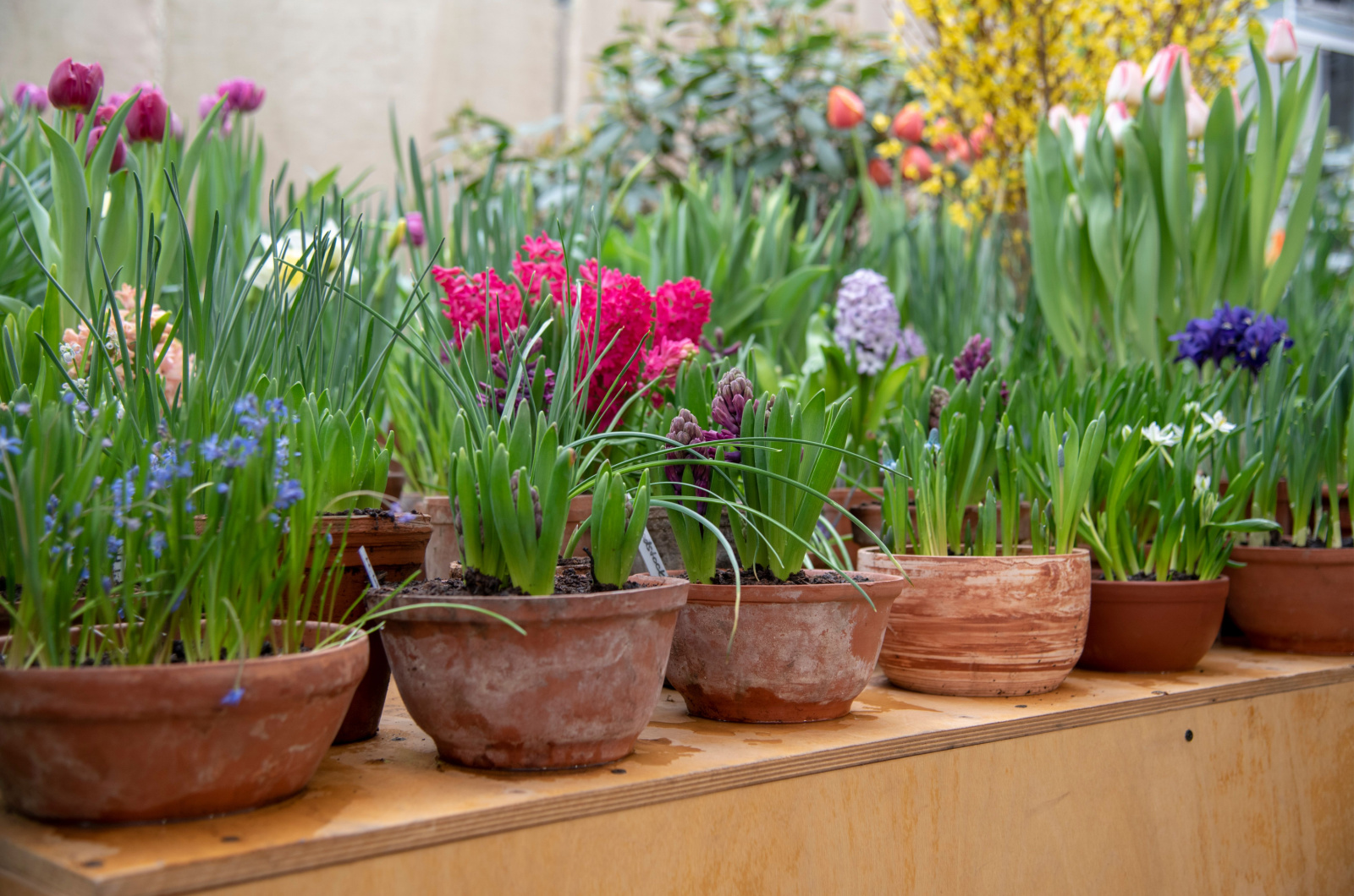 Many ceramic pots with bright spring flowers are arranged in a row