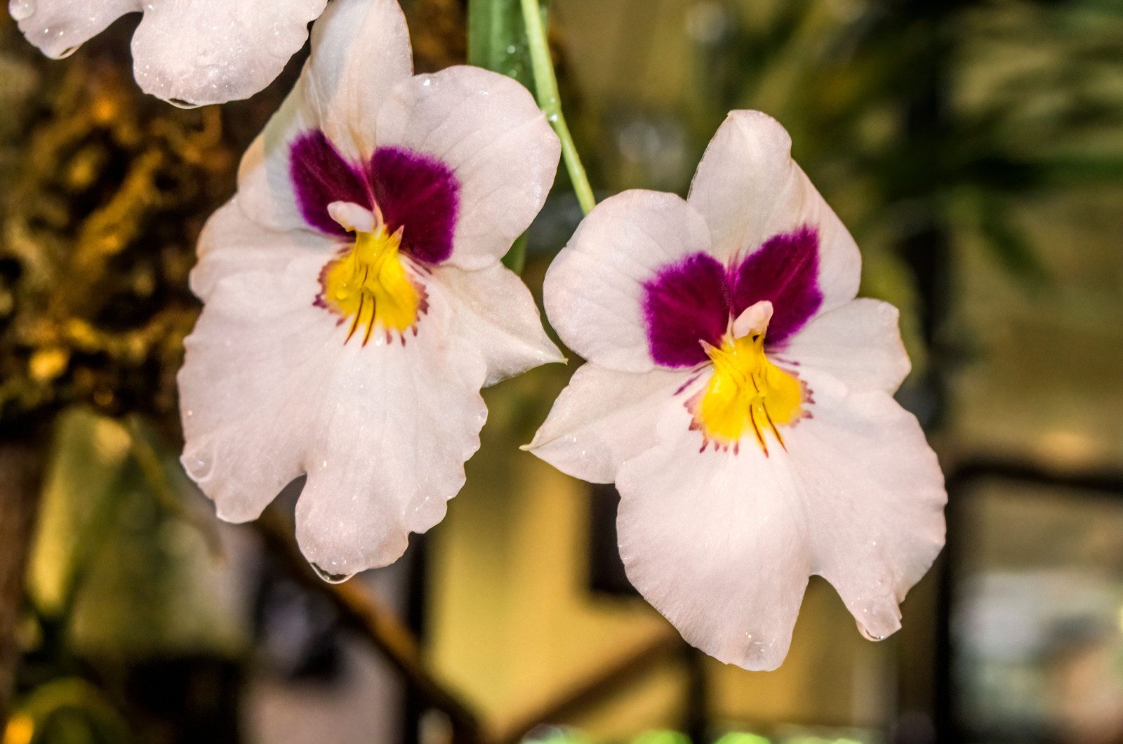 Miltonia Orchid Flowers