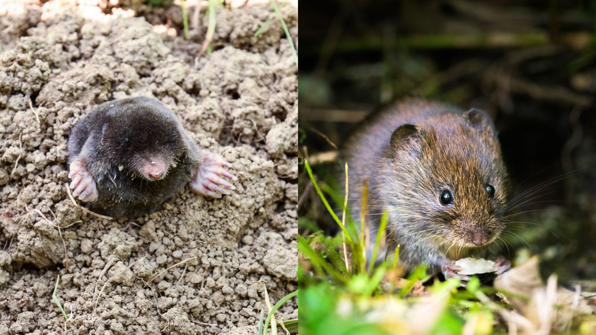 Moles vs Voles: How To Tell These Garden Pests Apart