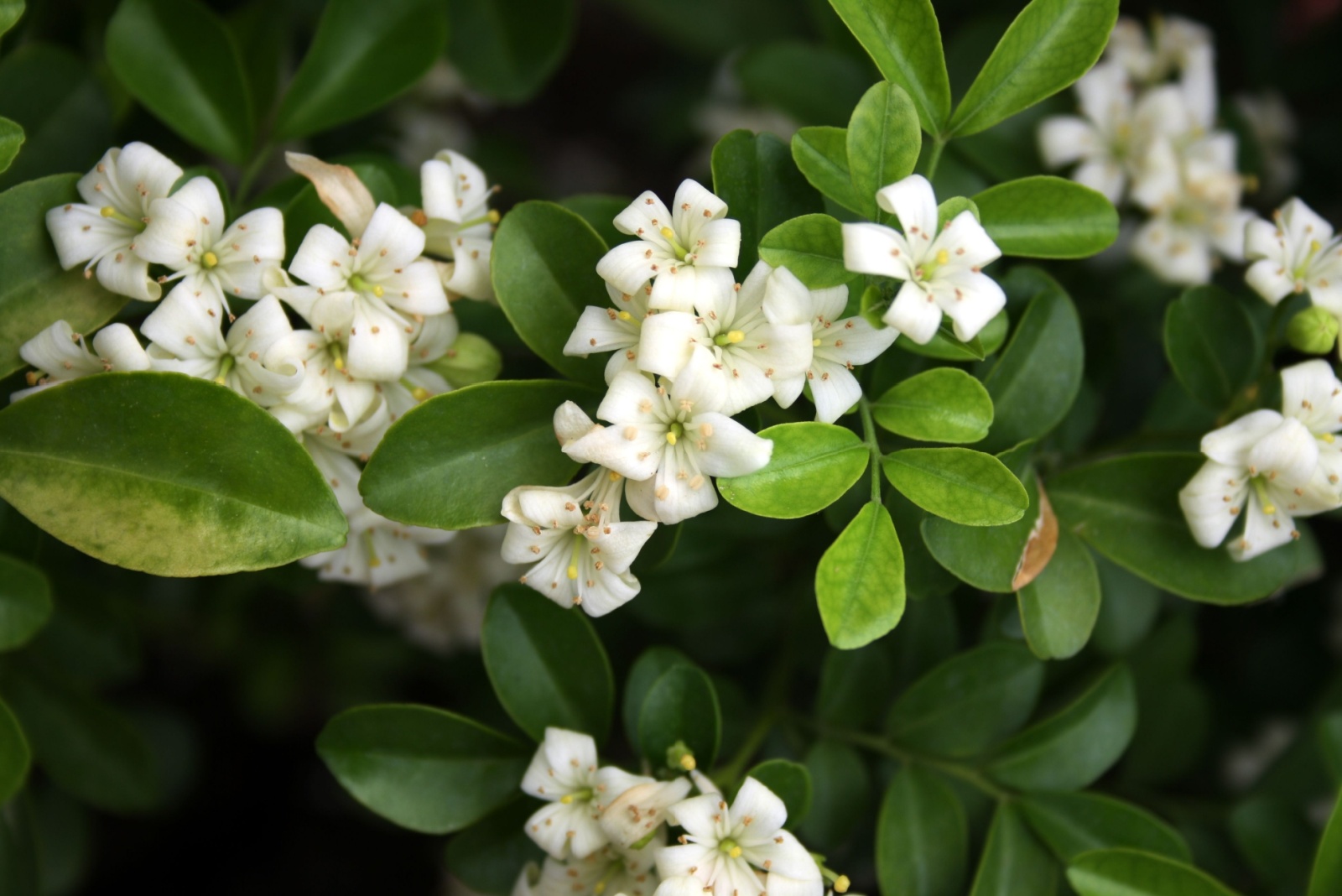 Orange Jasmine