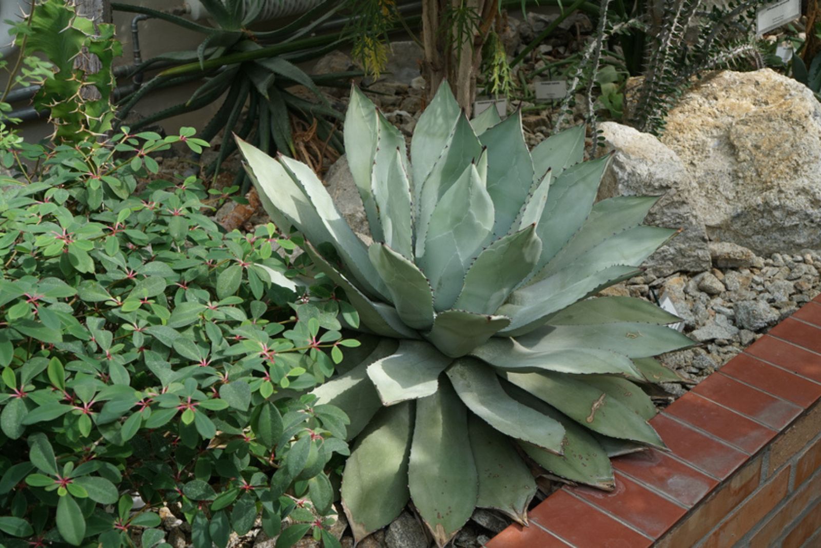 Parry’s Agave