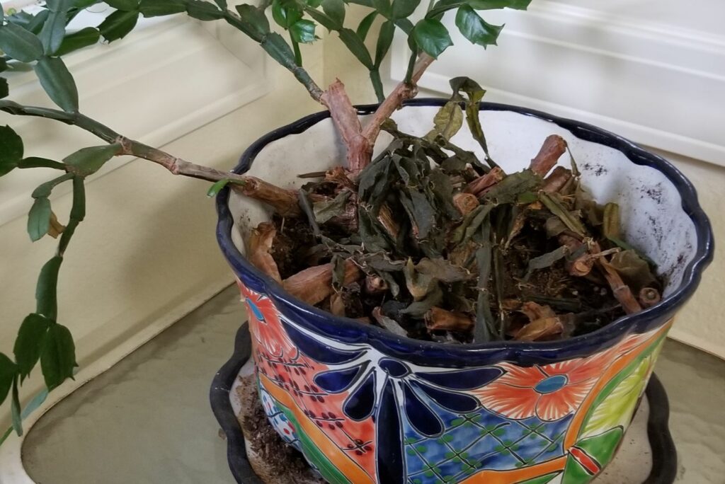 Phytophthora blight Christmas cactus