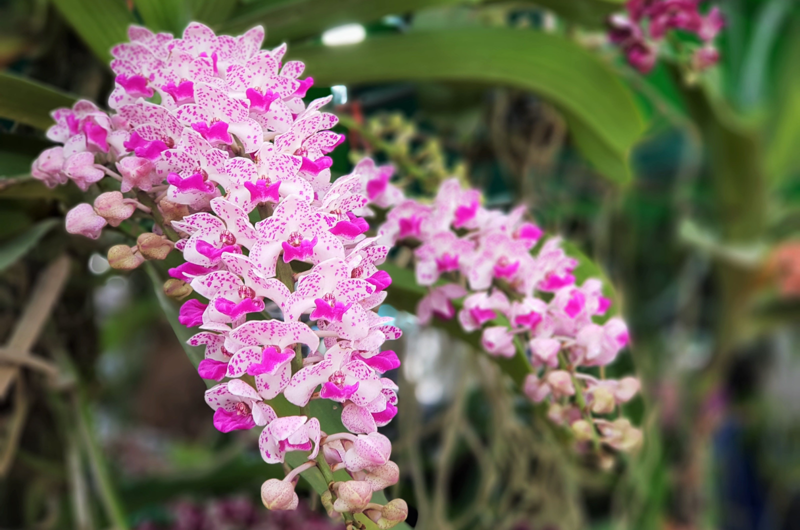 Pink Rhynchostylis Foxtail Orchid