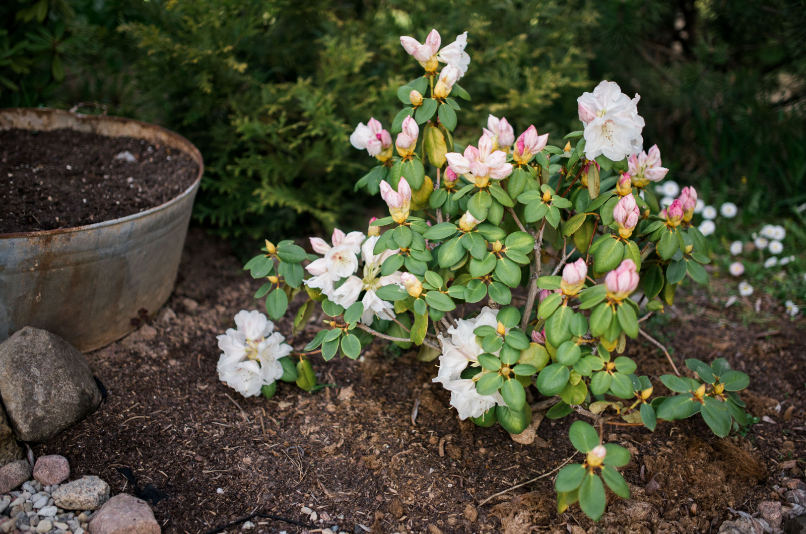 Planting azalea