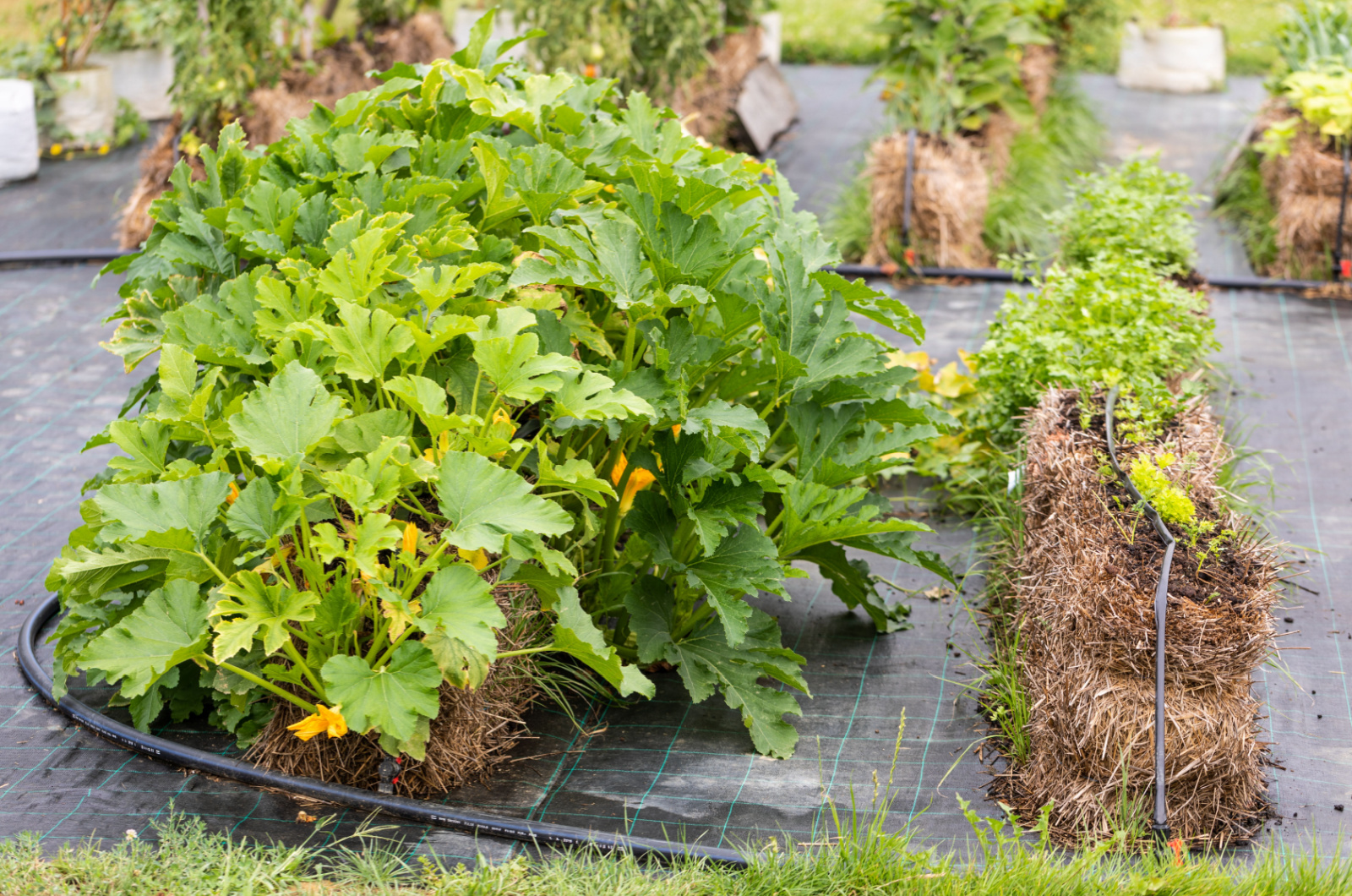 Plants in Straw Bale Garden