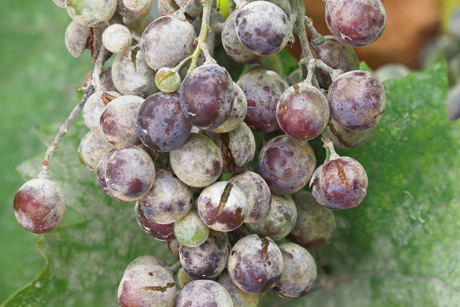 Powdery mildew of grape, wine grape diseases or pest