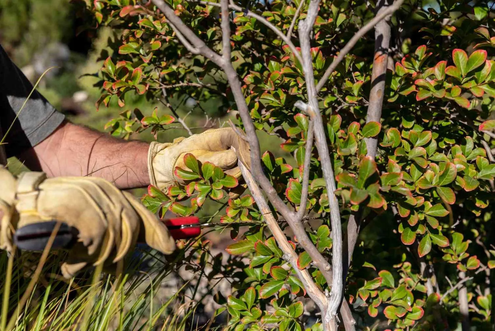 When You Should Prune Your Crepe Myrtle For Beautiful Blooms Next Season