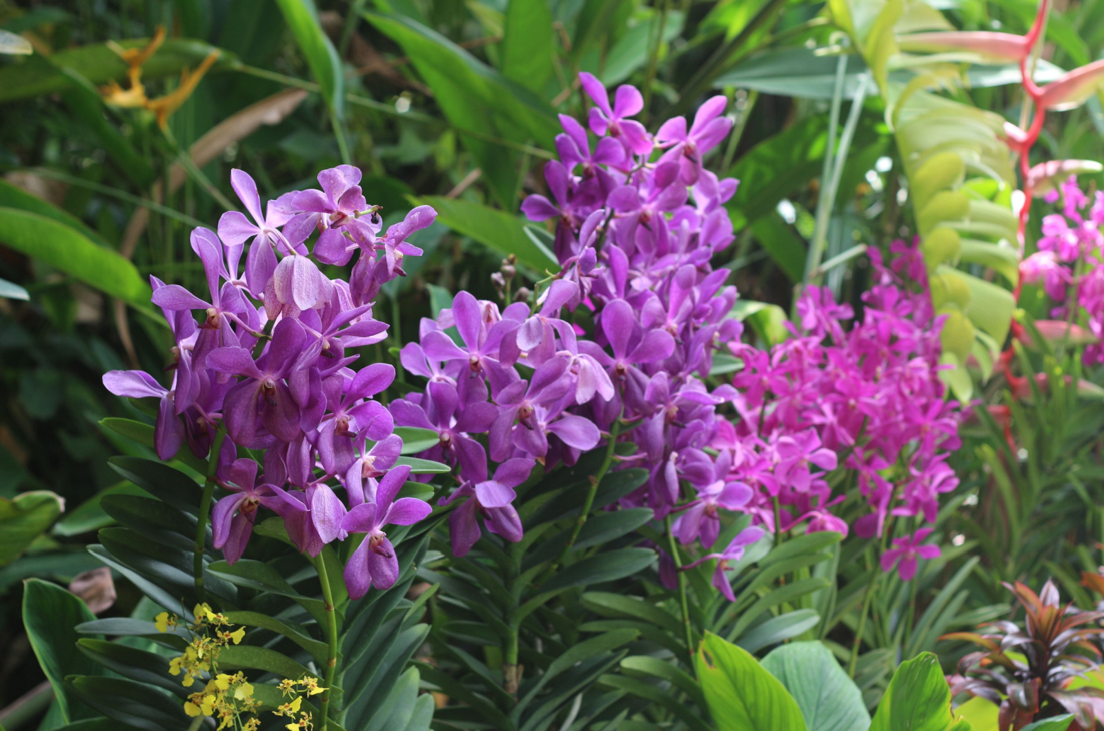 Purple and pink Epidendrum Orchids