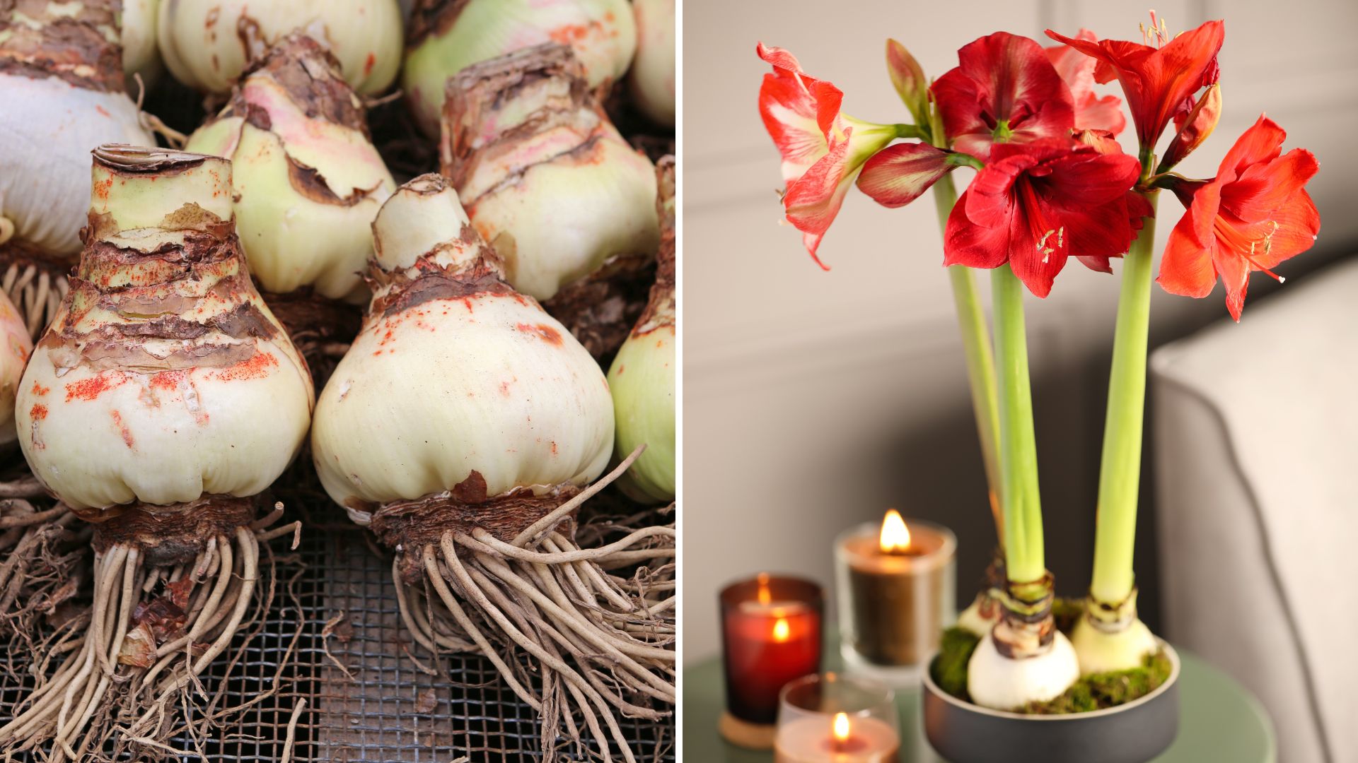 Revive Your Amaryllis Bulb In 10 Easy Steps