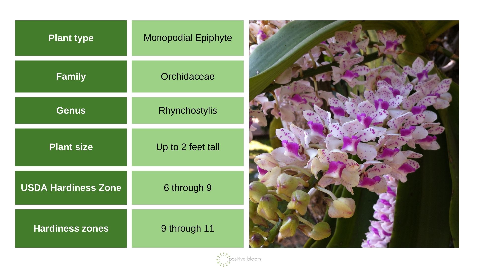 Rhynchostylis Foxtail Orchid