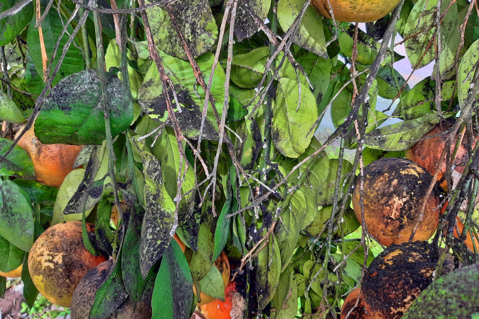 Ripe grapefruits and leaves with mold fungi