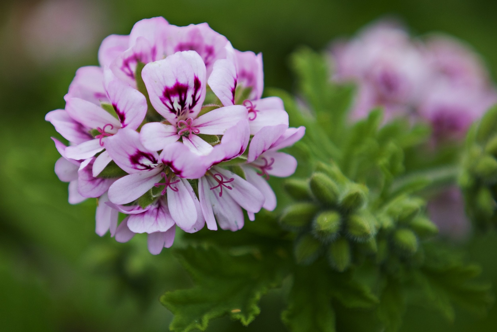 Scented Geranium 