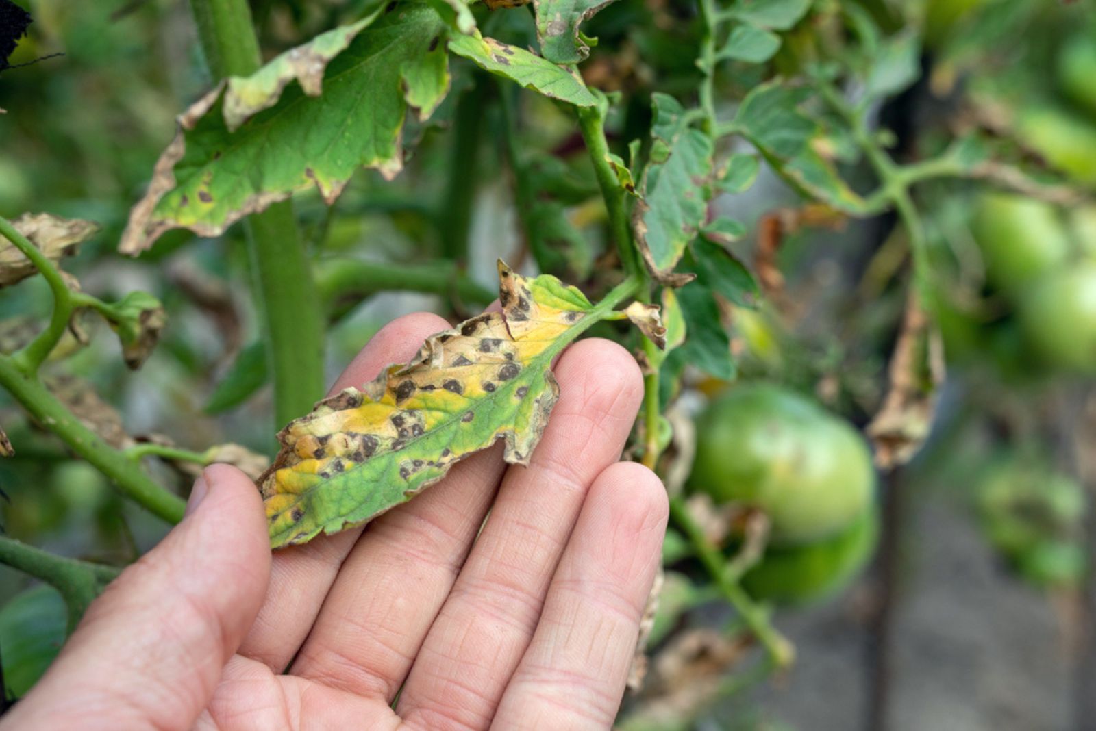 Septoria leaf spot on tomato