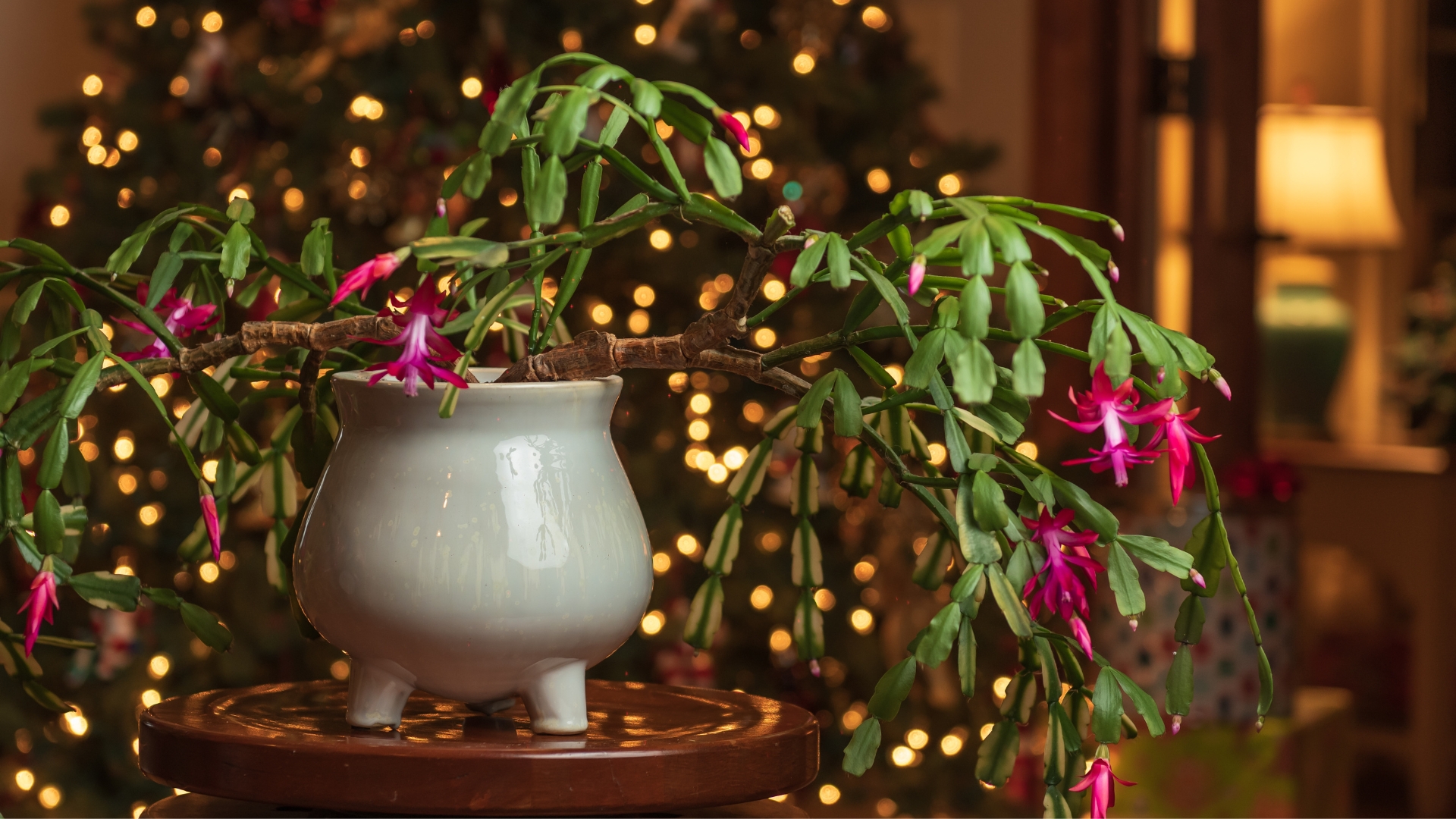 Should You Keep Your Christmas Cactus In The Dark