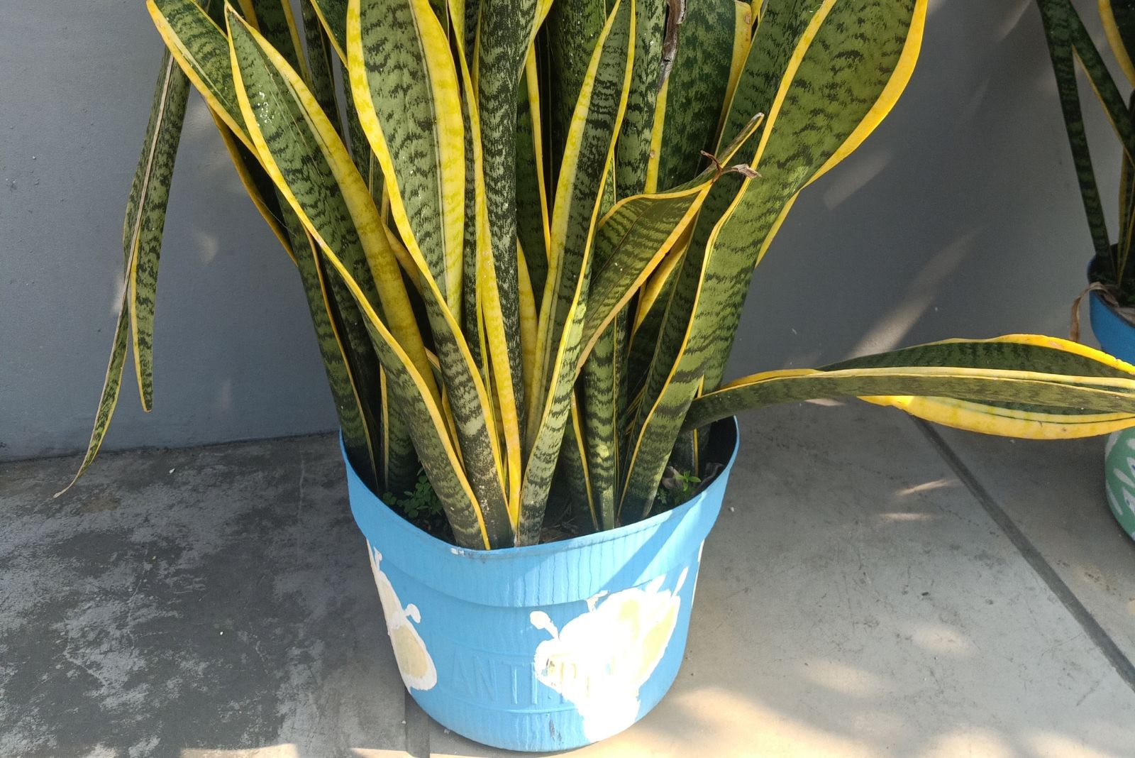Snake plant in a blue pot outdoors
