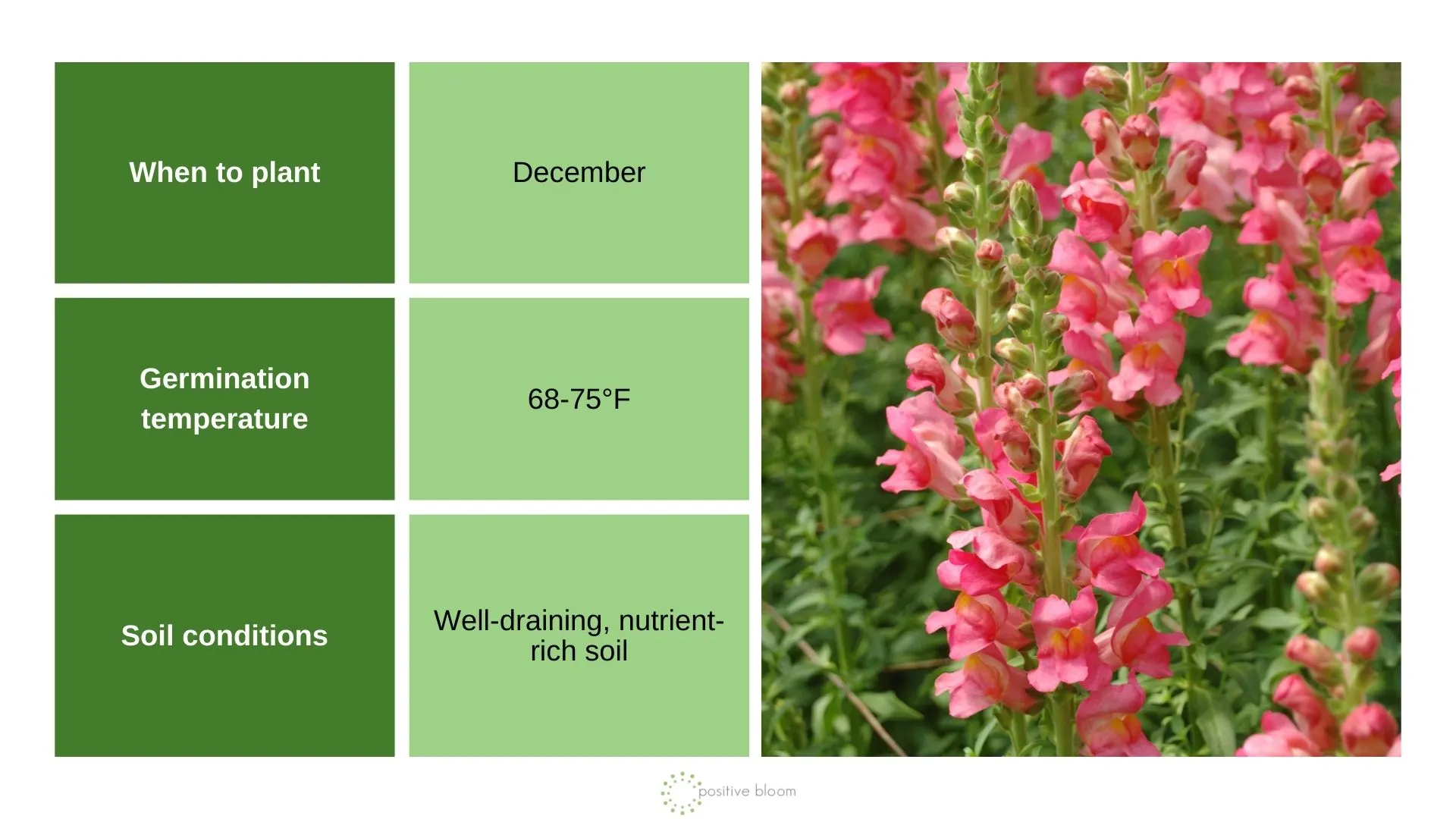 7 Plants To Sow In December And Prep For The Next Season