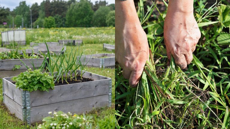 spring garden preparations