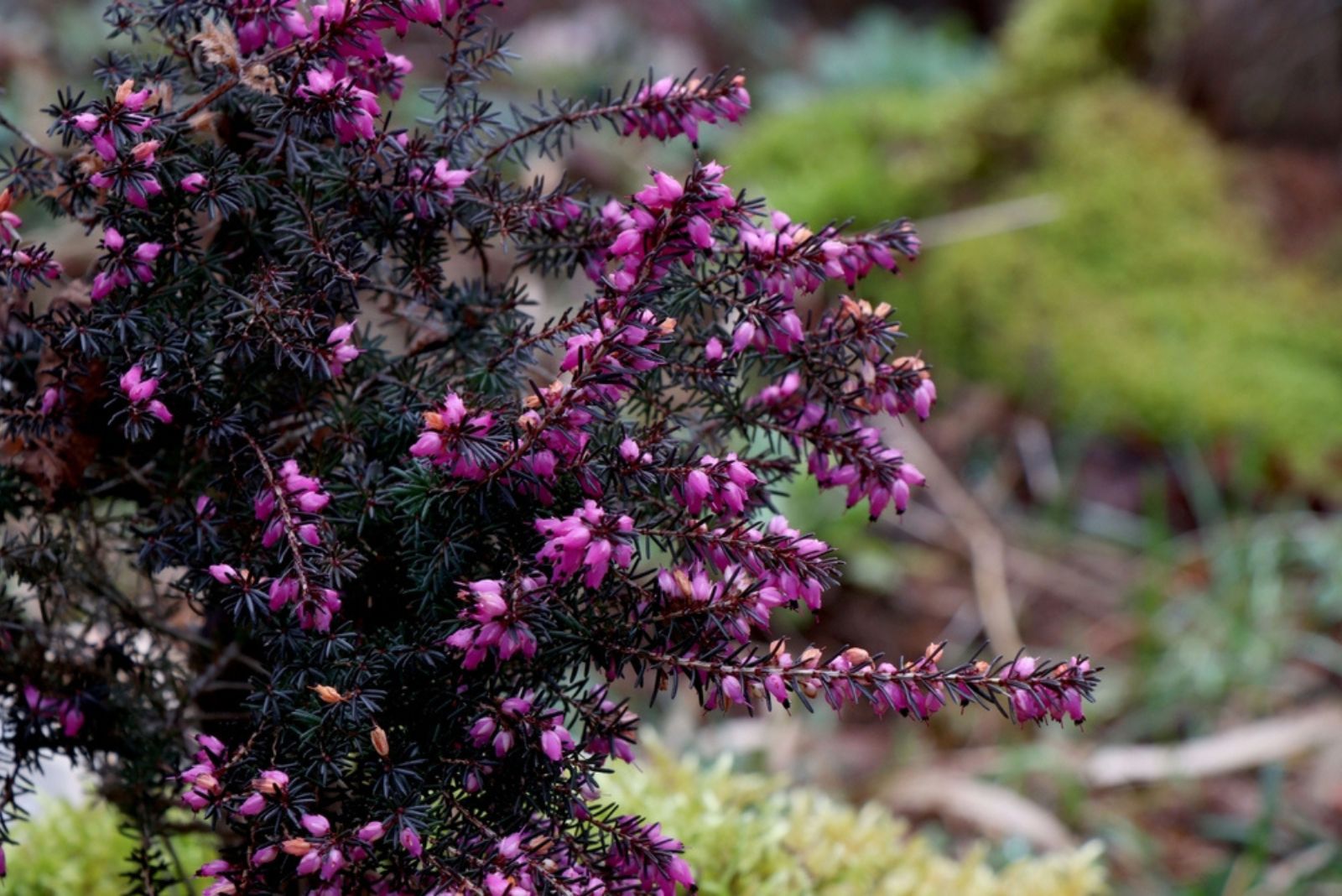 Springwood Pink’ Winter Heath