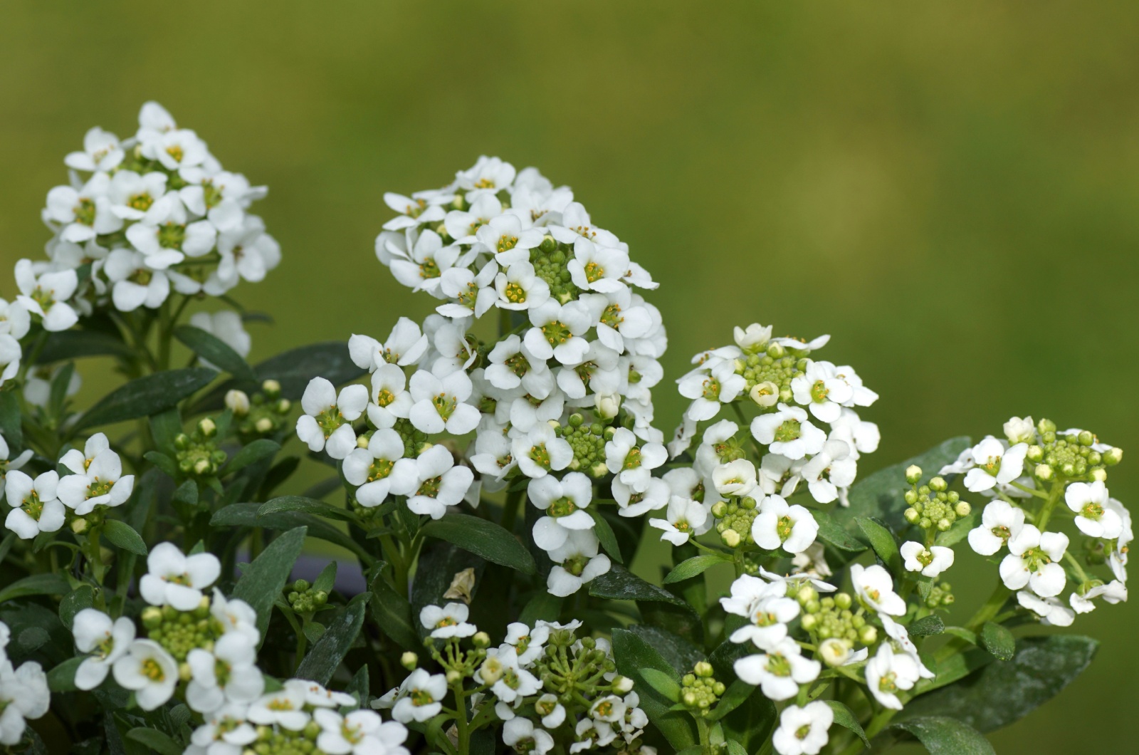 Sweet Alyssum