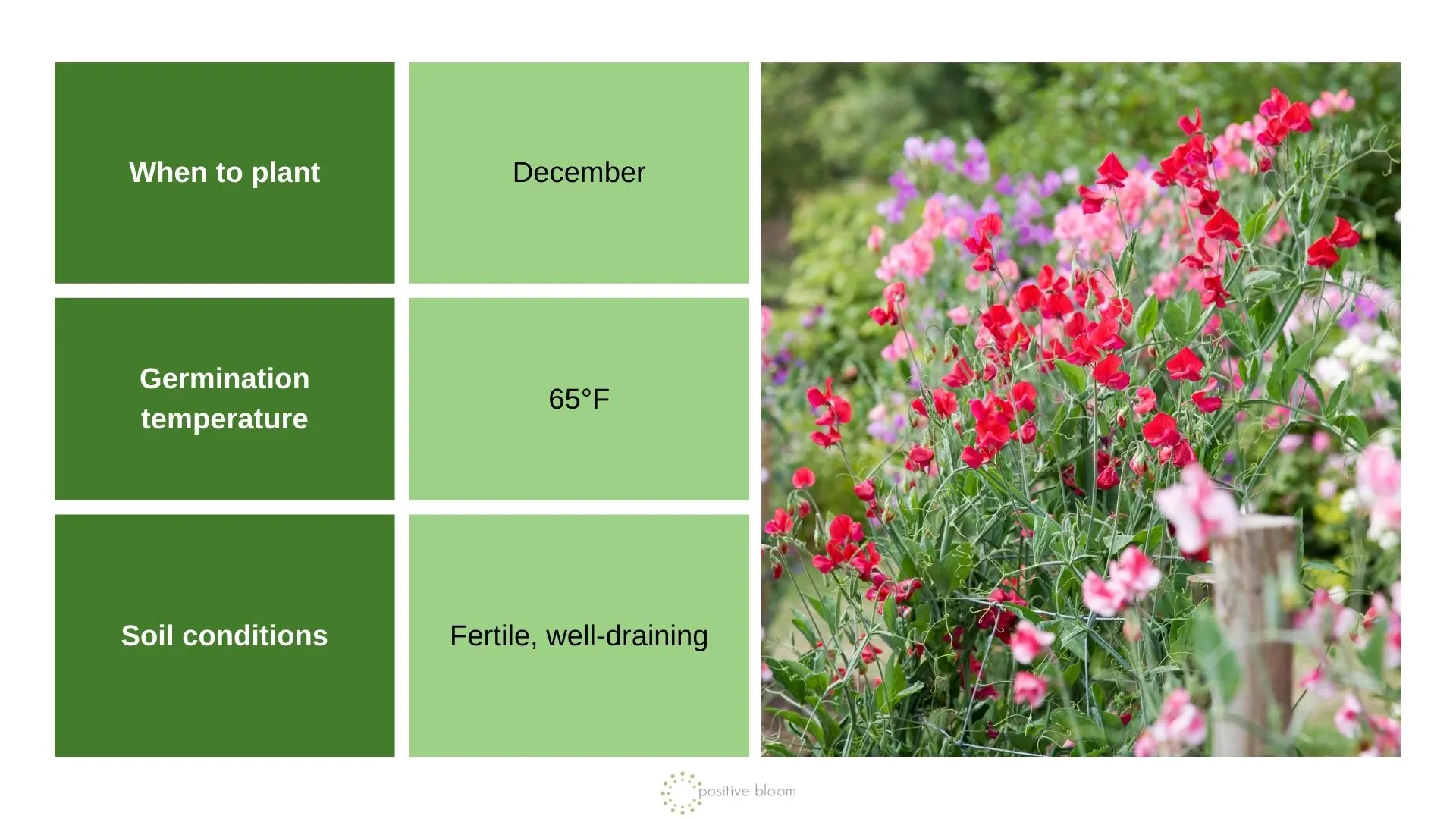 7 Plants To Sow In December And Prep For The Next Season