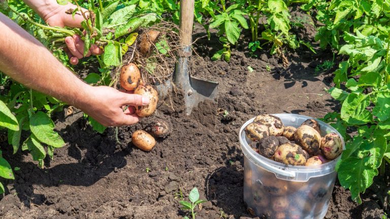 mistakes when growing potatoes