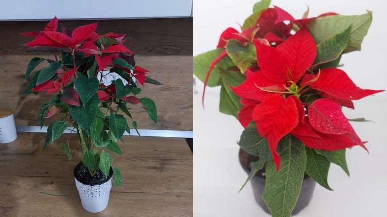 The Ultimate Guide For Watering Poinsettia 
