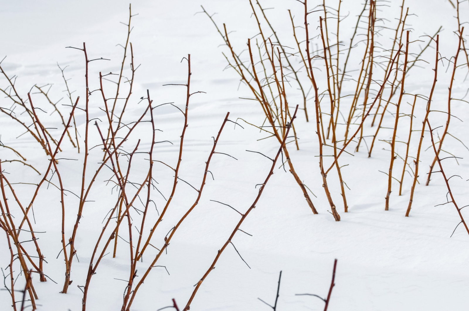 Thinned raspberry canes