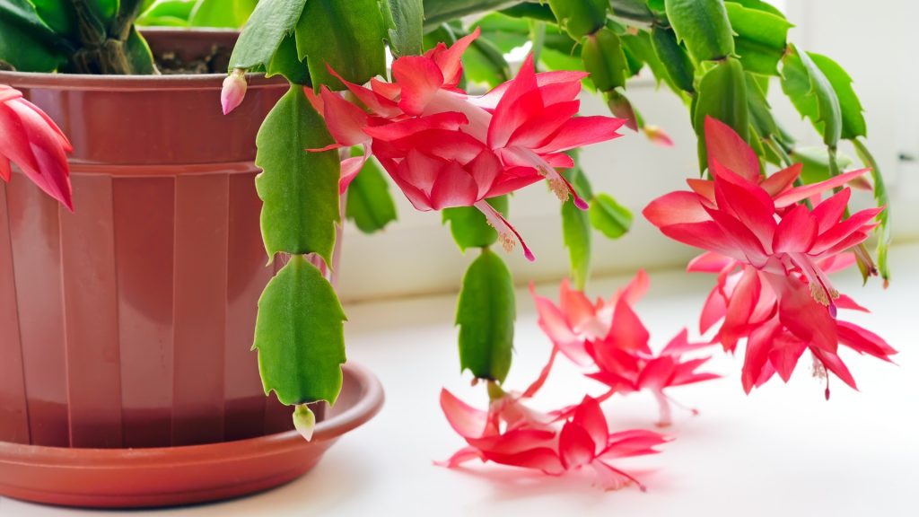 How To Choose The Perfect Potting Mix For Your Christmas Cactus