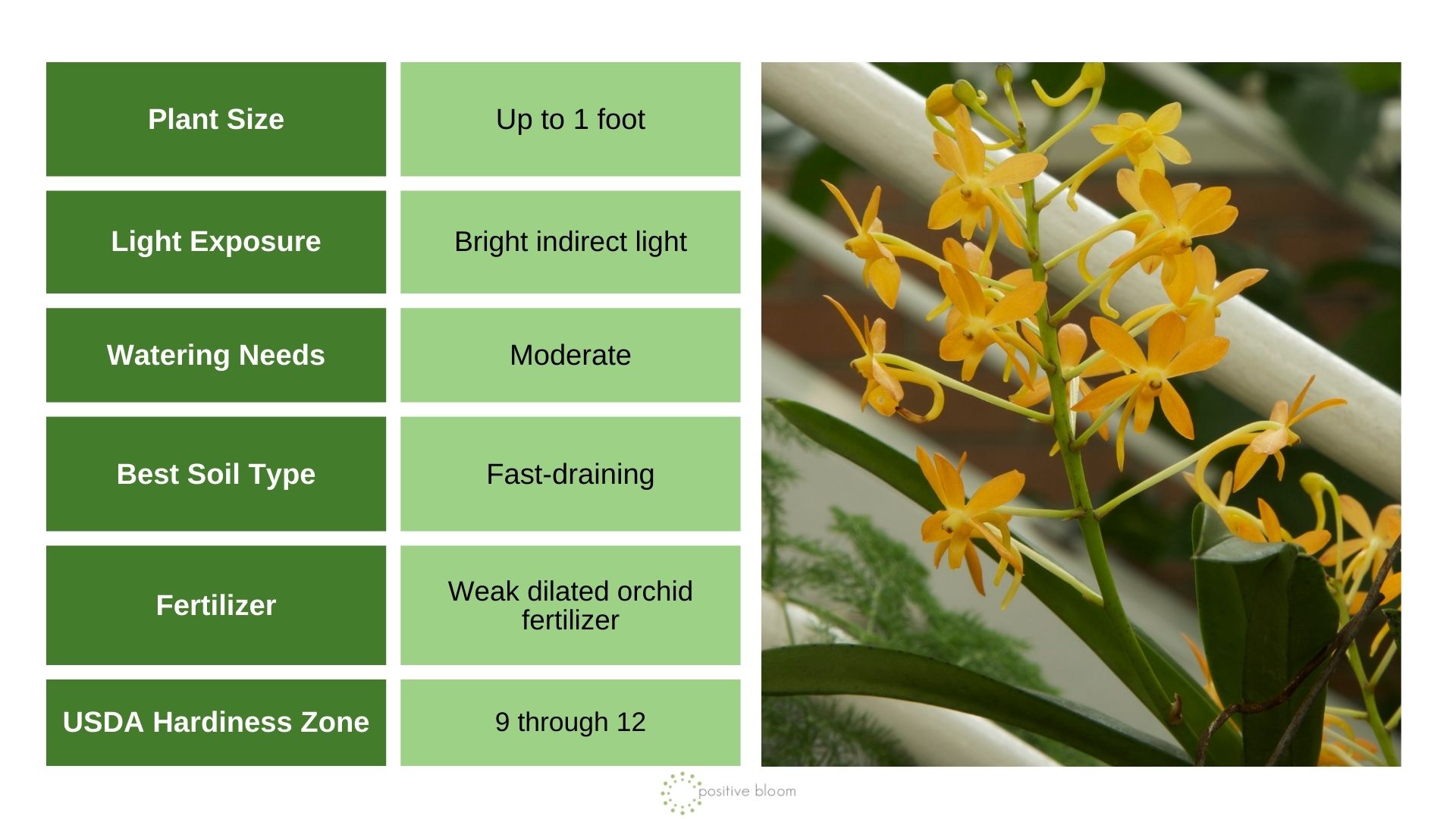 Twinkle Orchid info chart and photo