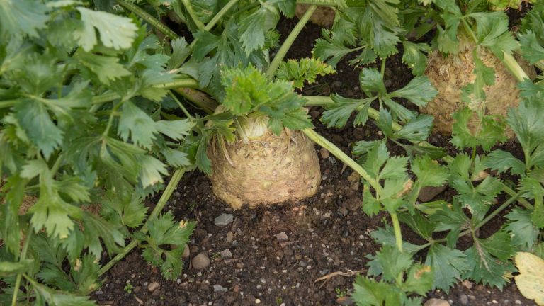 celery in garden