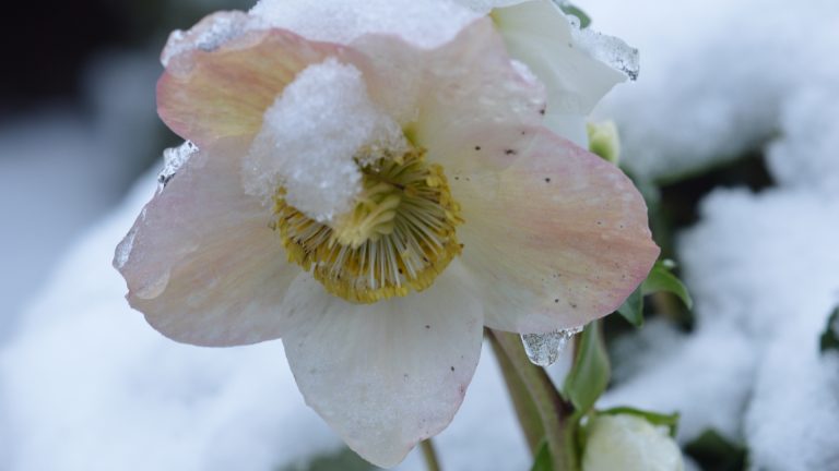 photo of christmas rose covered in snow