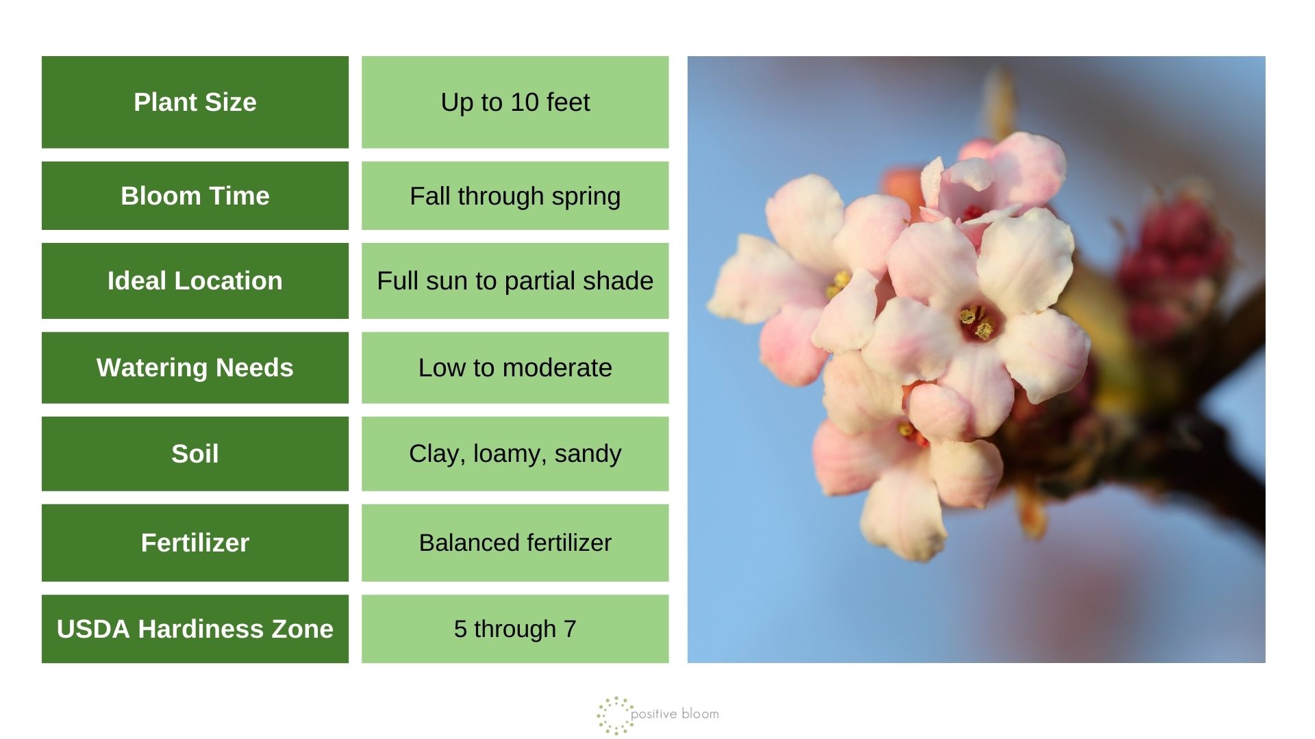 Viburnum X Bodnantense ‘Dawn’
