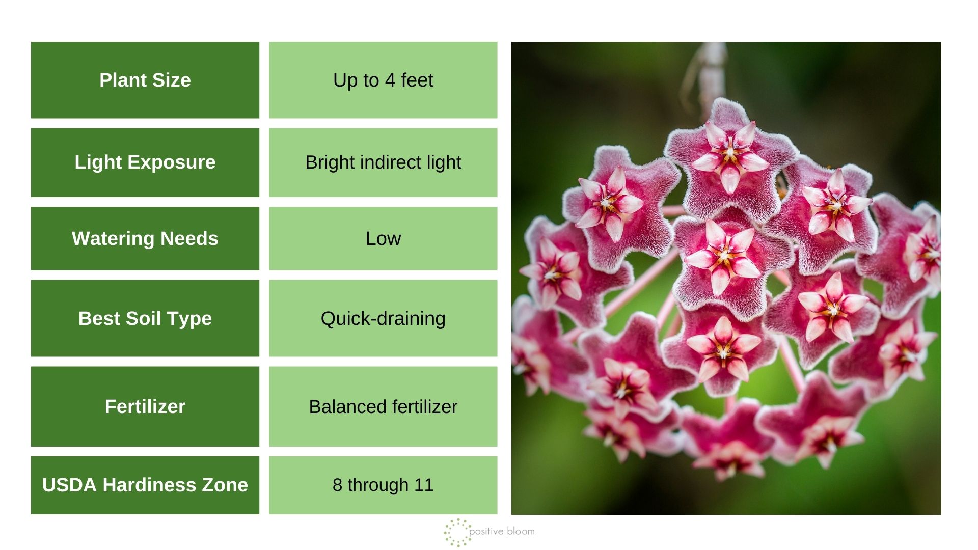 Wax Flower/Hoya info chart and photo