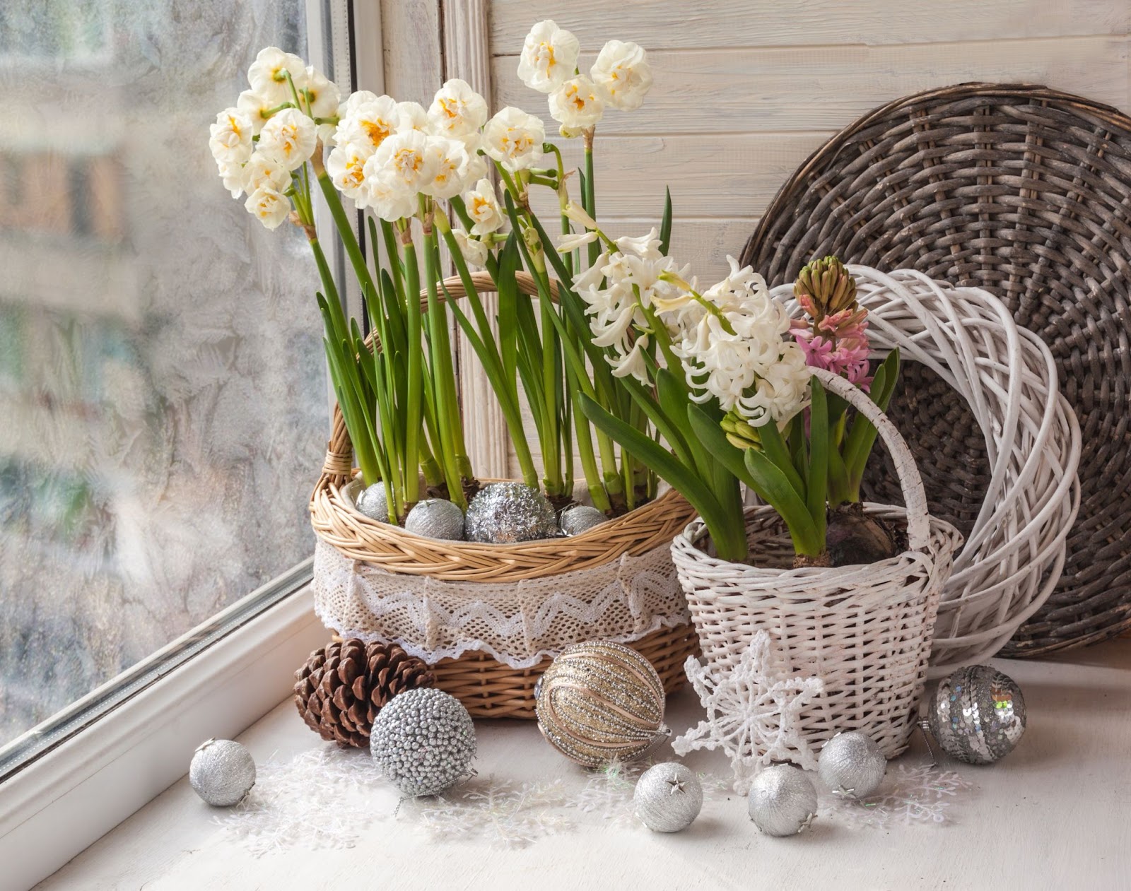 When To Plant Paperwhites For Christmas Blooming