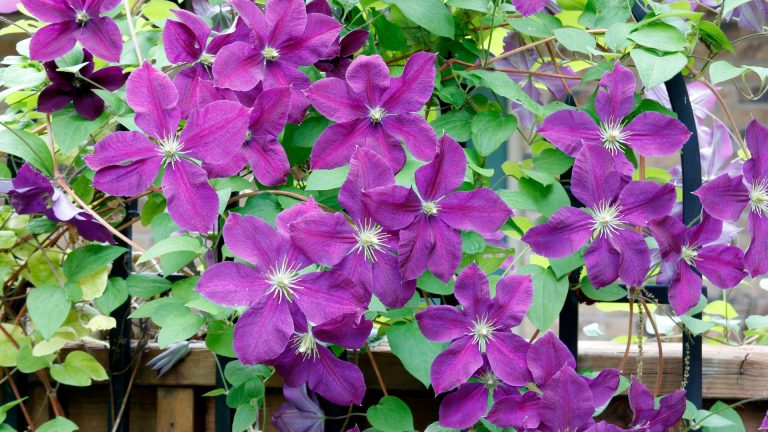 photo of purple clematis flowers