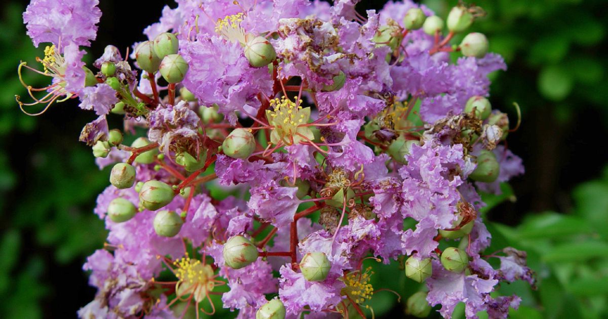 When You Should Prune Your Crepe Myrtle For Beautiful Blooms Next Season