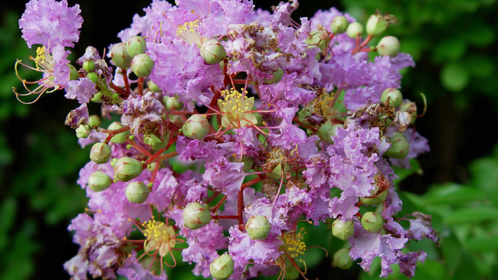 When You Should Prune Your Crepe Myrtle For Beautiful Blooms Next Season