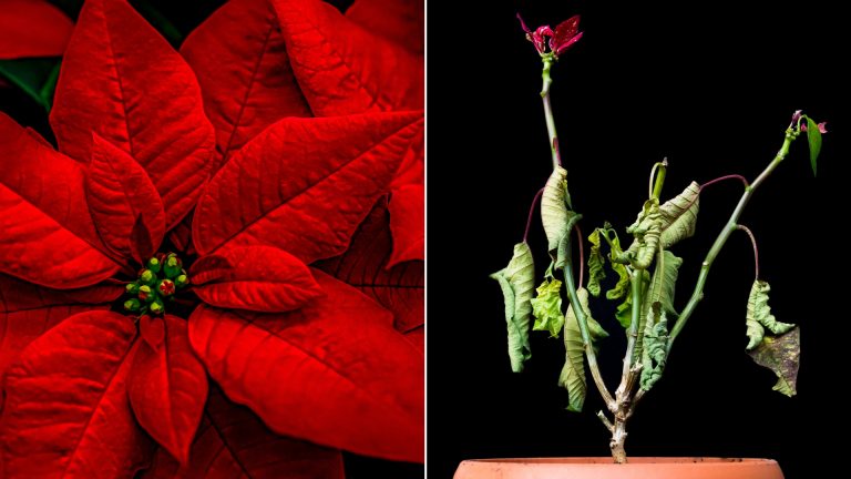 Christmas Poinsettia in a pot