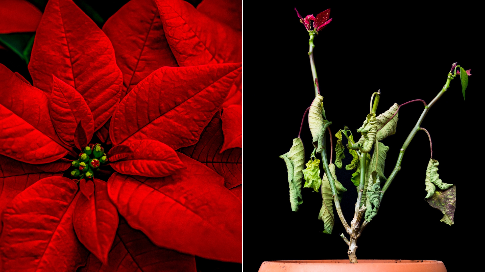 Why Your Christmas Poinsettia Is Dying & How To Fix It