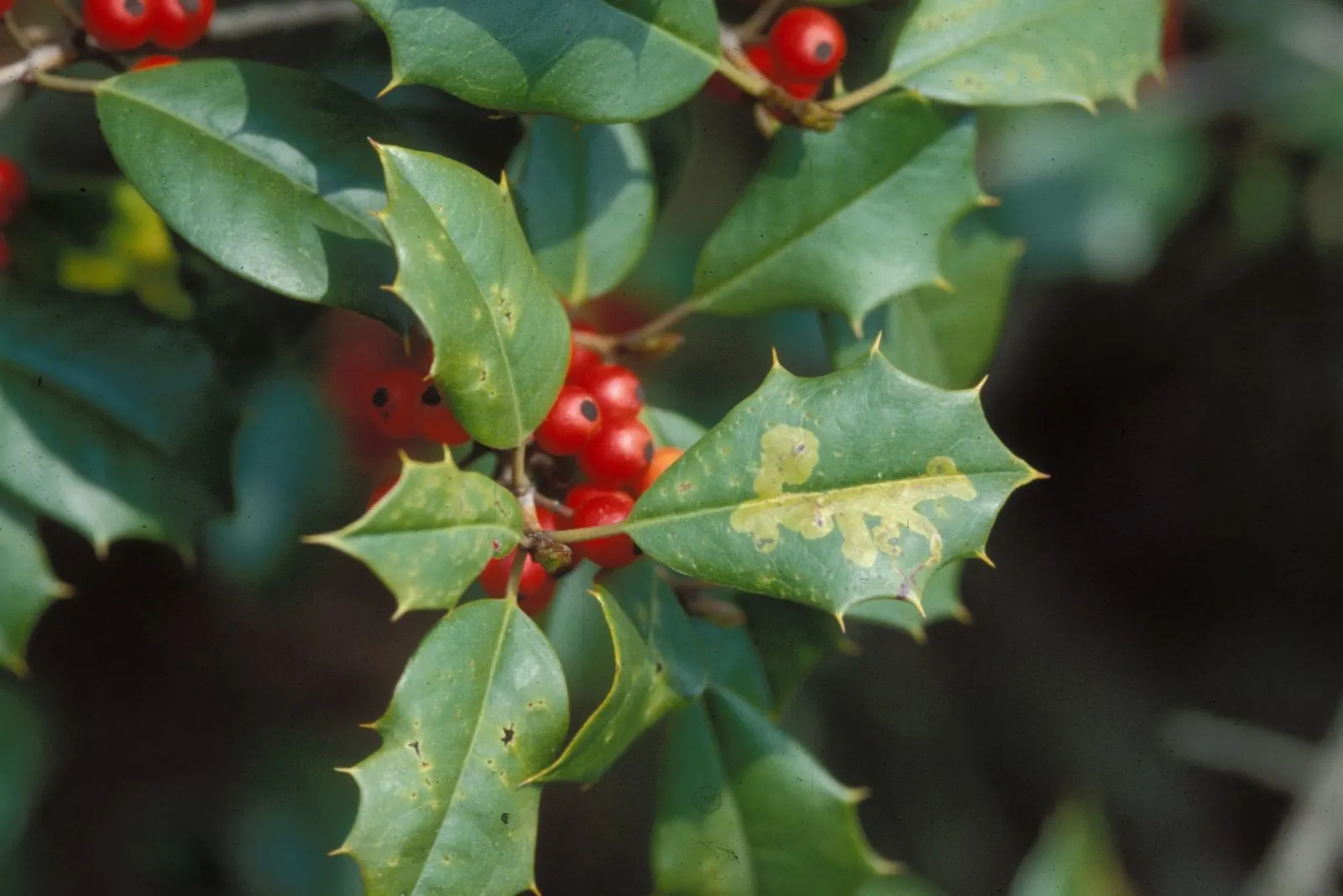 How To Grow Winterberry Holly In Your Winter Garden