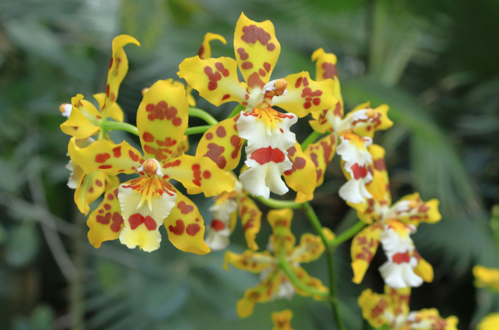 Yellow Oncidium orchids