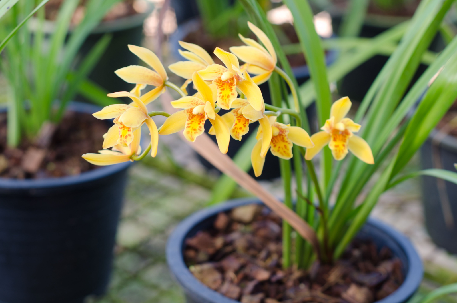 Yellow orchid in pot