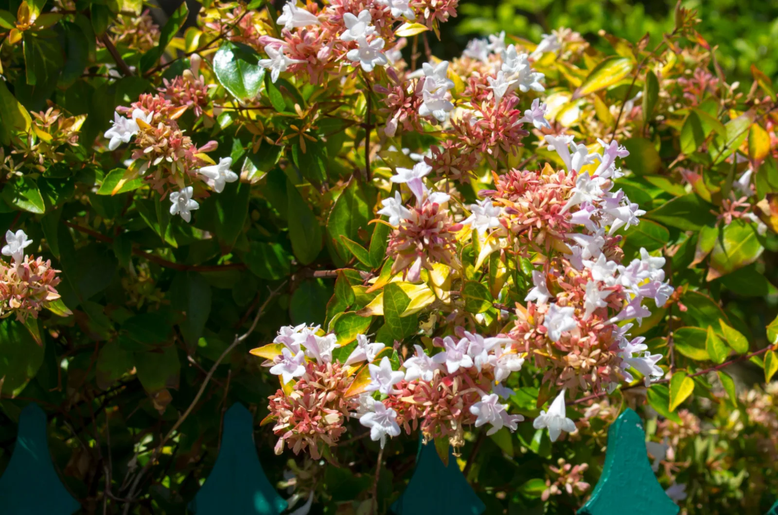 7 Plants You Need To Prune In December