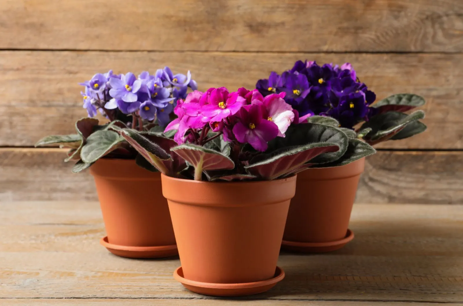 11 Simple Steps For Repotting African Violets For More Blossoms