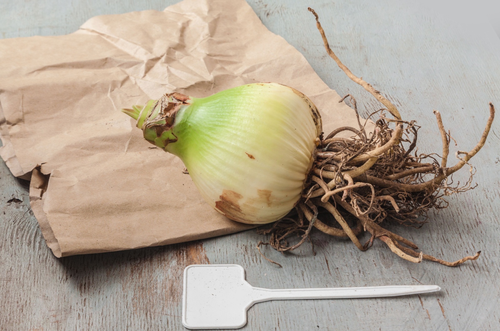 amaryllis bulb