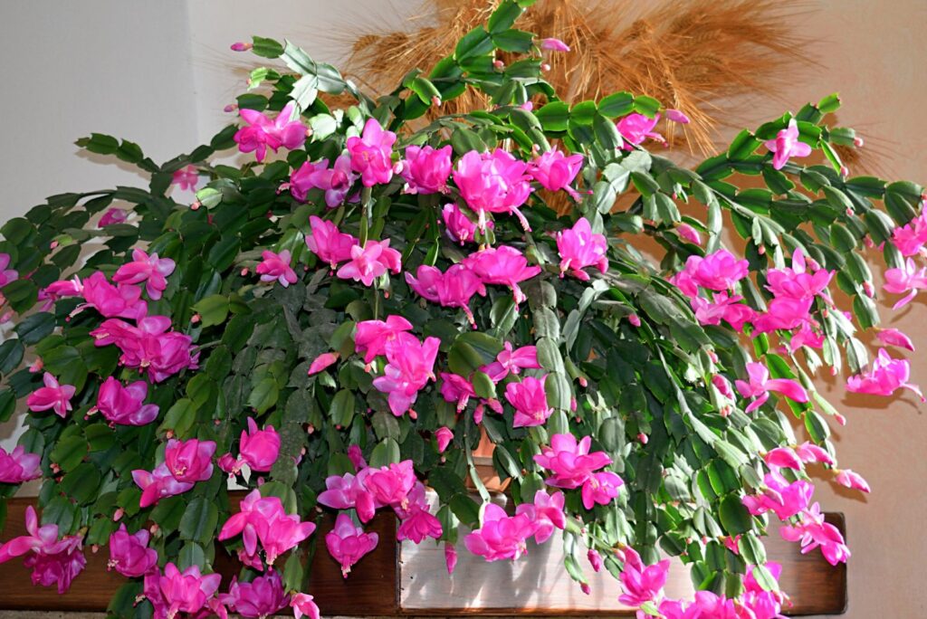 beautiful pink flowers of the Christmas cactus