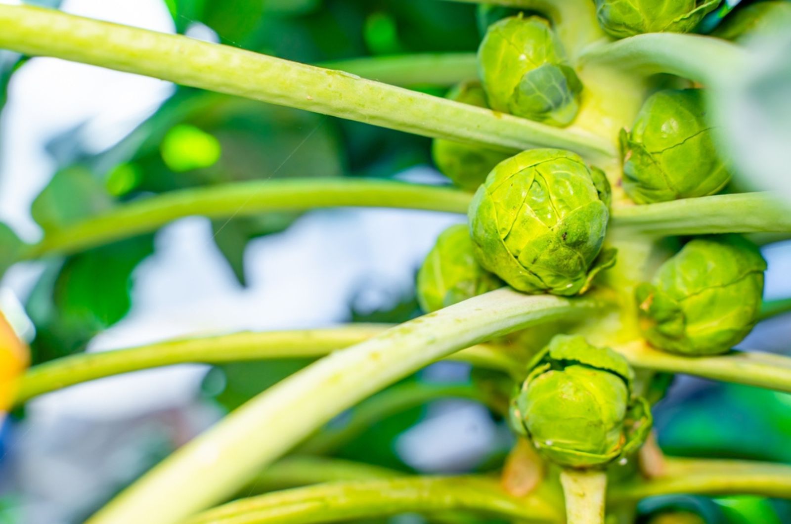 beautiful plant of brussels sprout