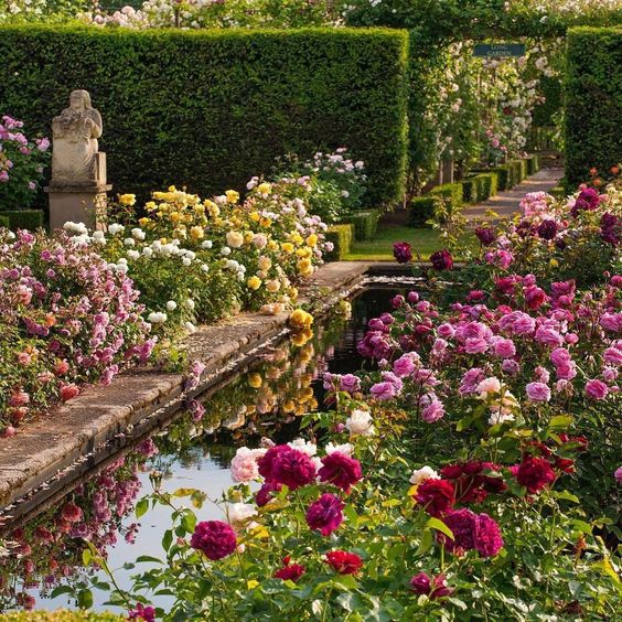 beautiful rose garden