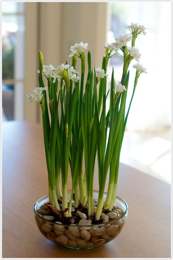 blooming flowers indoors