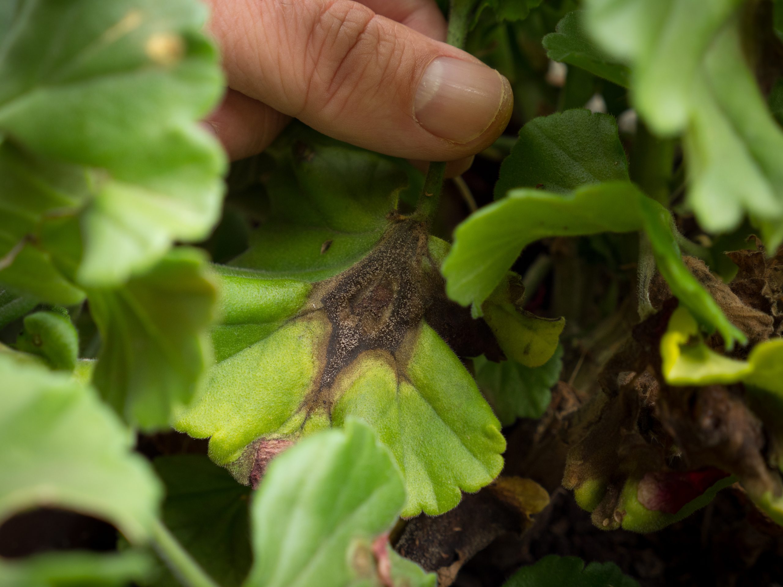 hand holding a leaf with botrytis blight